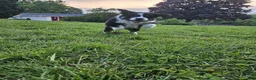 Aussiedoodle dogs for sale: Aussiedoodle Puppy 2 - Ad 1