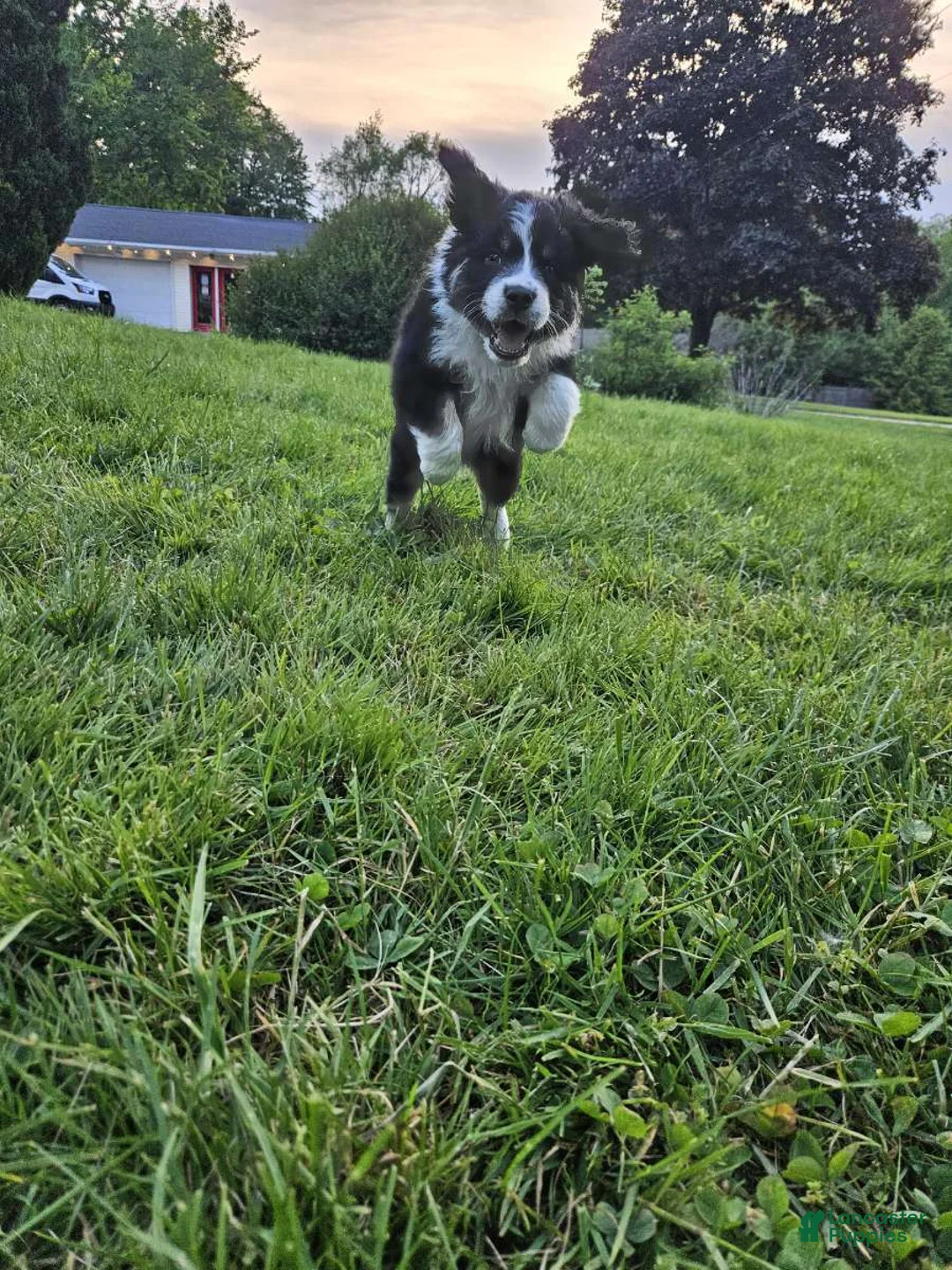 Aussiedoodle dogs for sale: Aussiedoodle Puppy 2 - Ad 1