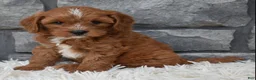 Cavapoo dogs for sale: Rocco  - Ad 3