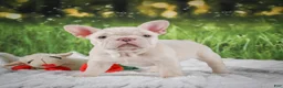 French Bulldog dogs for sale: Lucy - Ad 7