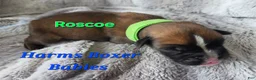 Boxer dogs for sale: Roscoe - Ad 2