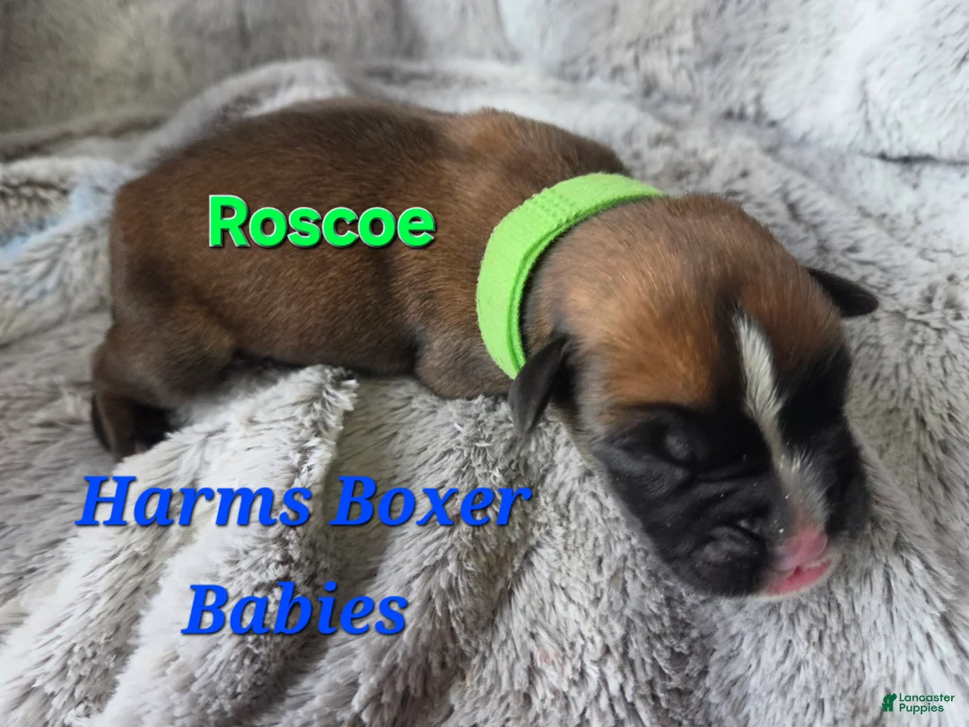 Boxer dogs for sale: Roscoe - Ad 2