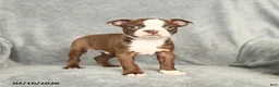 Boston Terrier dogs for sale: Domino - Ad 1