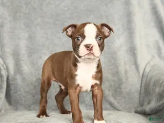 Boston Terrier dogs Domino - Ad 17