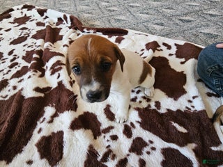 Jack Russell Terrier dogs - Ad 22