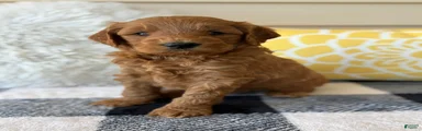 Mini Goldendoodle “Ollie”