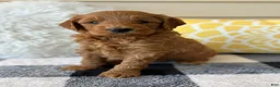 Mini Goldendoodle dogs for sale: Mini Goldendoodle “Ollie” - Ad 1