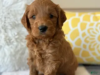 Mini Goldendoodle dogs for sale: Mini Goldendoodle “Ollie” - Ad 3