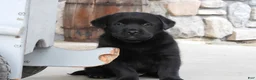 Labrador Retriever dogs for sale: Labrador Retriever Puppy 3 - Ad 2