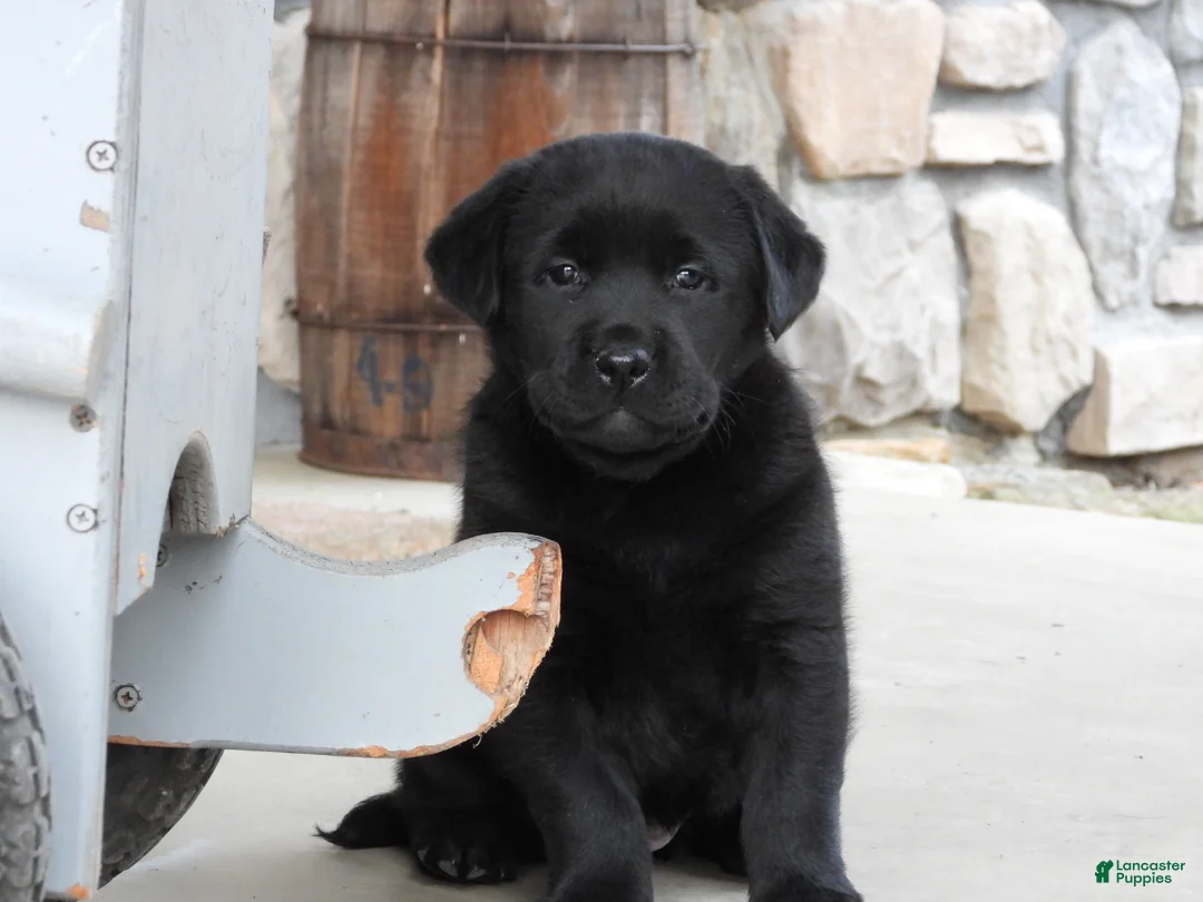 Labrador Retriever dogs for sale: Labrador Retriever Puppy 3 - Ad 2