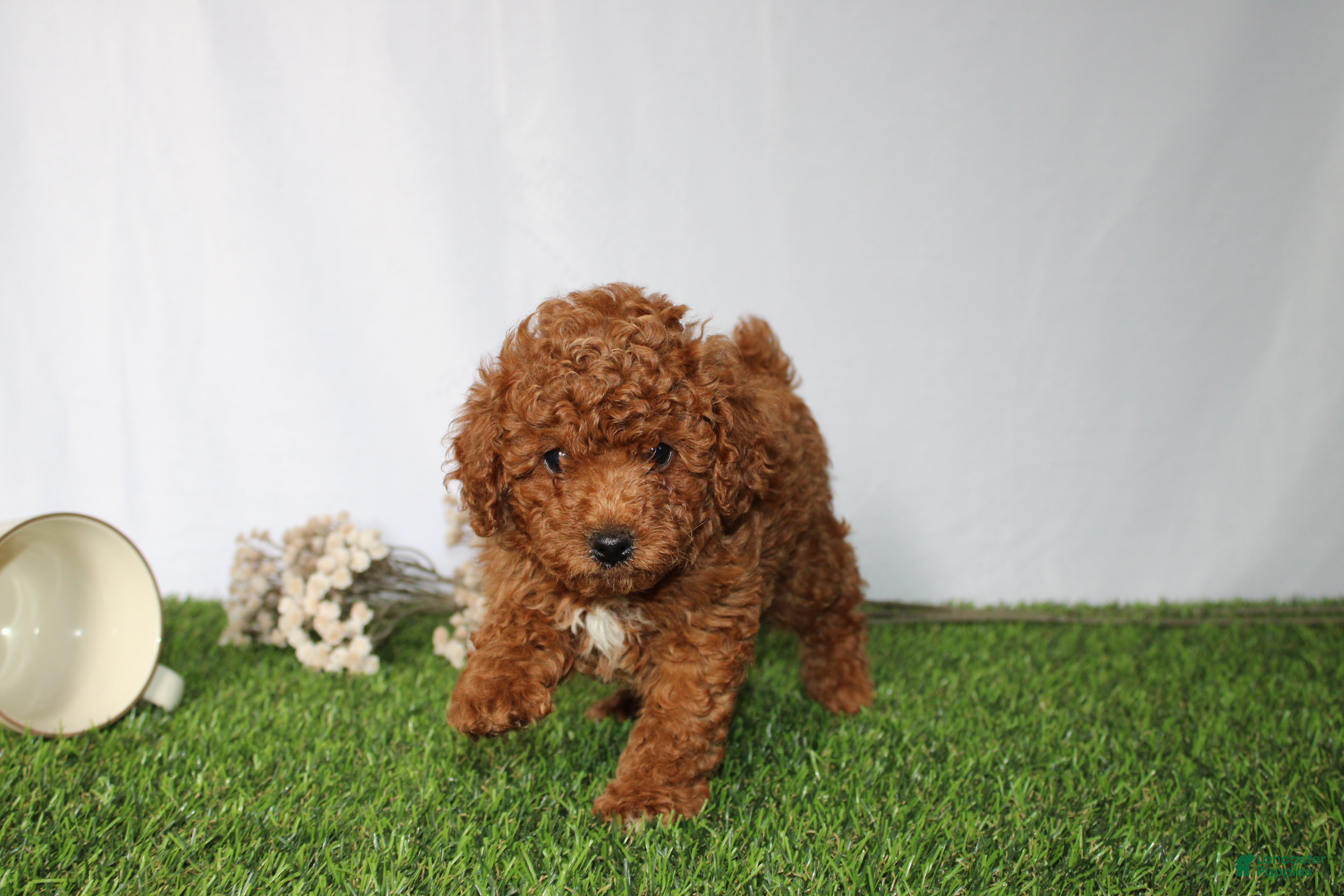 Toy Poodle dogs AKC Curry (tiny) - Ad 2