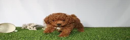 Toy Poodle dogs for sale: AKC Curry (tiny) - Ad 2