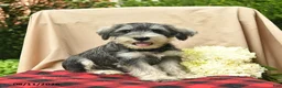 Miniature Schnauzer dogs for sale: Leo  - Ad 3