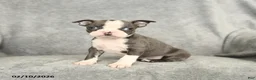 Boston Terrier dogs for sale: Darcy - Ad 1