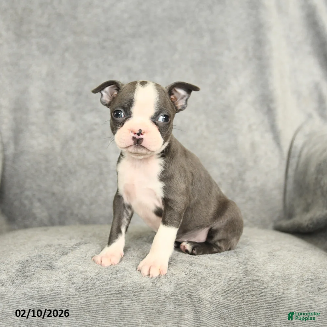 Boston Terrier dogs for sale: Darcy - Ad 1