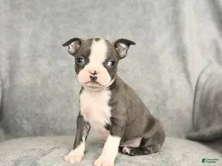 Boston Terrier dogs Darcy - Ad 13