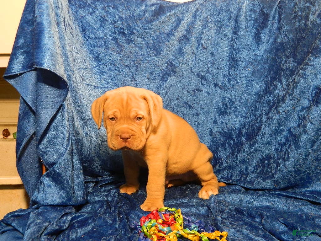 Dogue De Bordeaux dogs Dogue De Bordeaux 3 - Ad 2