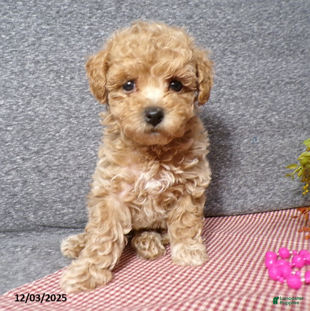 Bichpoo dogs for sale: Trista - Ad 6