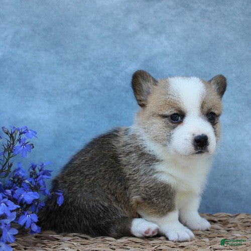 Welsh Corgi Pembroke dogs for sale: Gaston - Ad 3