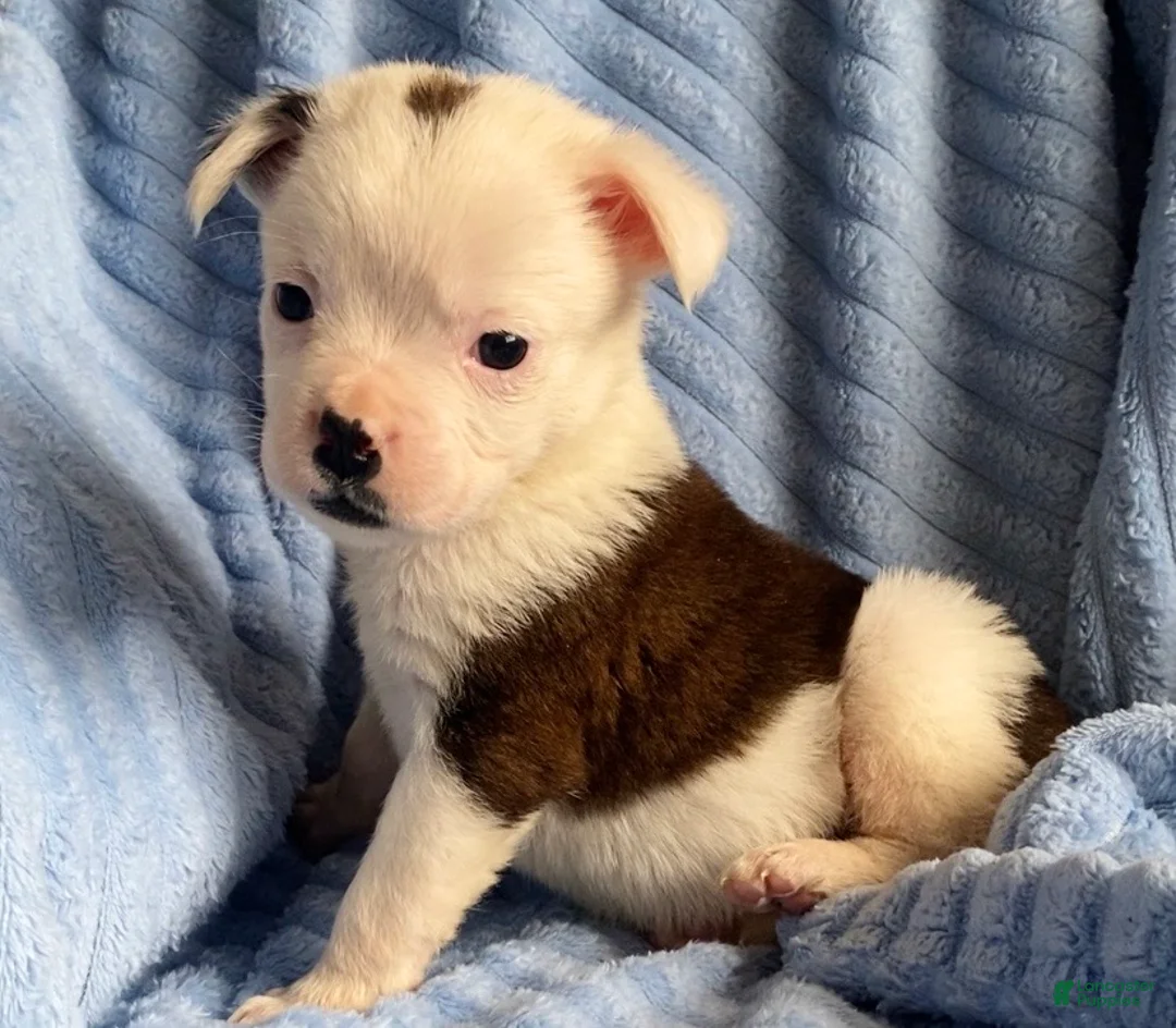 Mixed Breed dogs for sale: Lily - Ad 7