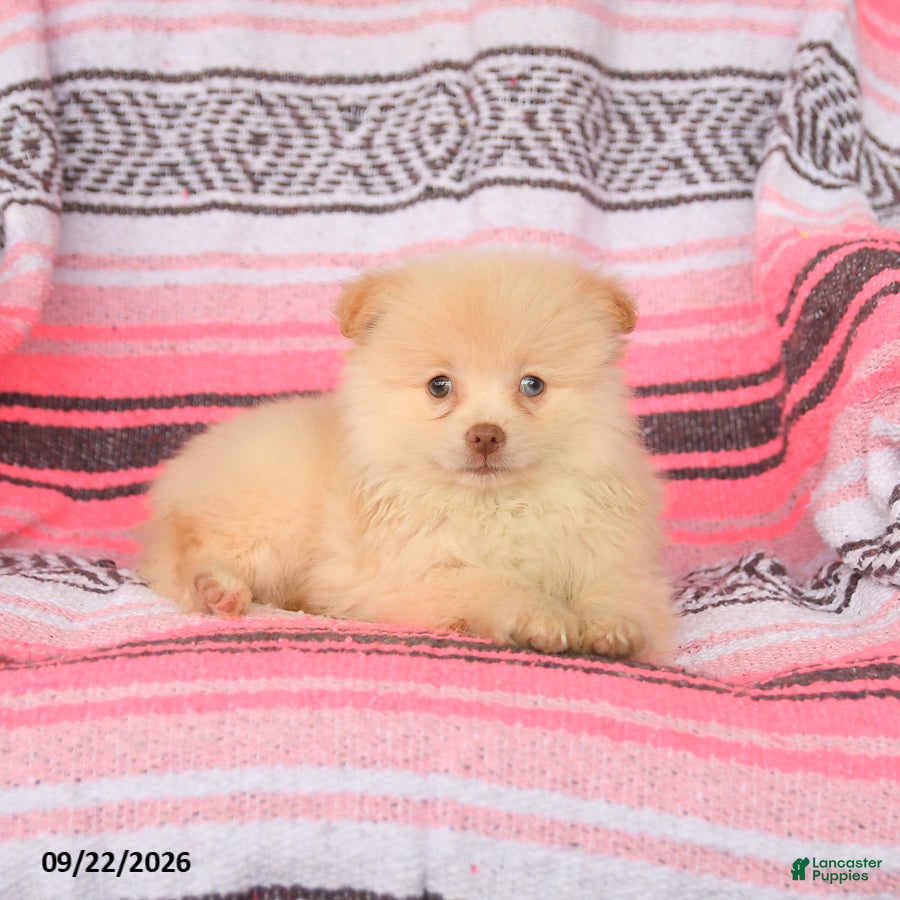 Pomeranian dogs Timmy - Ad 2