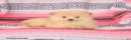 Pomeranian dogs for sale: Timmy - Ad 2