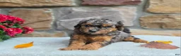 Cavapoo dogs for sale: Birdie - Ad 4