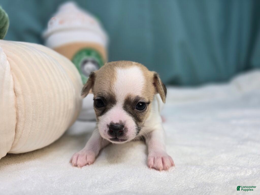 Chihuahua dogs Gigi - Ad 36