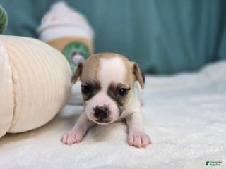 Chihuahua dogs Gigi - Ad 32