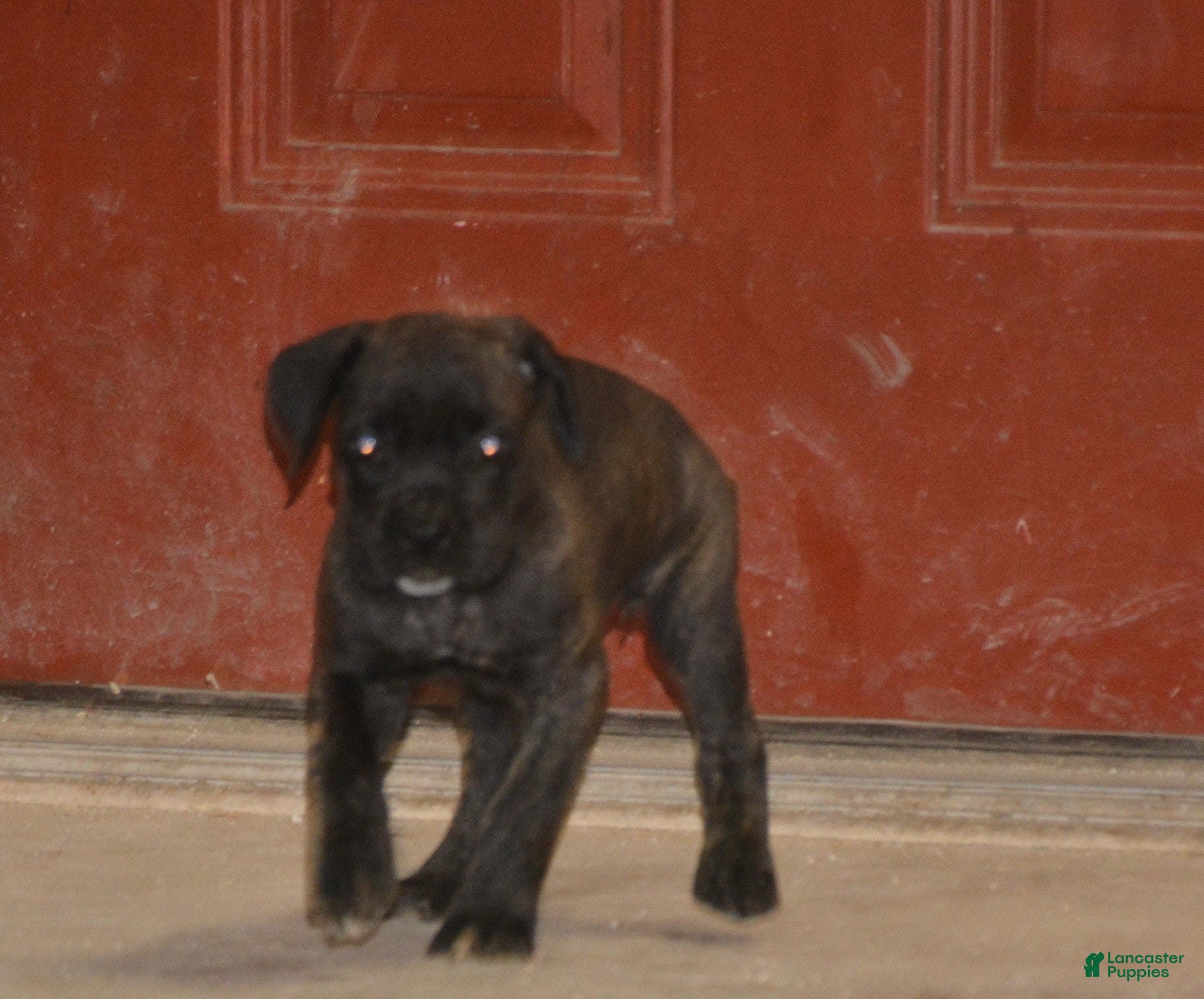 Cane Corso dogs Cane Corso Puppy 4 - Ad 3