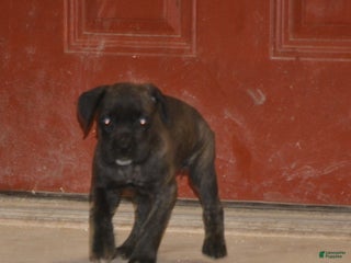 Cane Corso dogs Cane Corso Puppy 4 - Ad 3