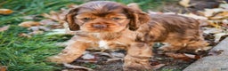 Cocker Spaniel dogs for sale: Avery - Ad 6
