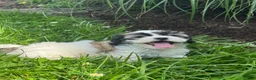 Teddy Bear dogs for sale: Joy - Ad 3