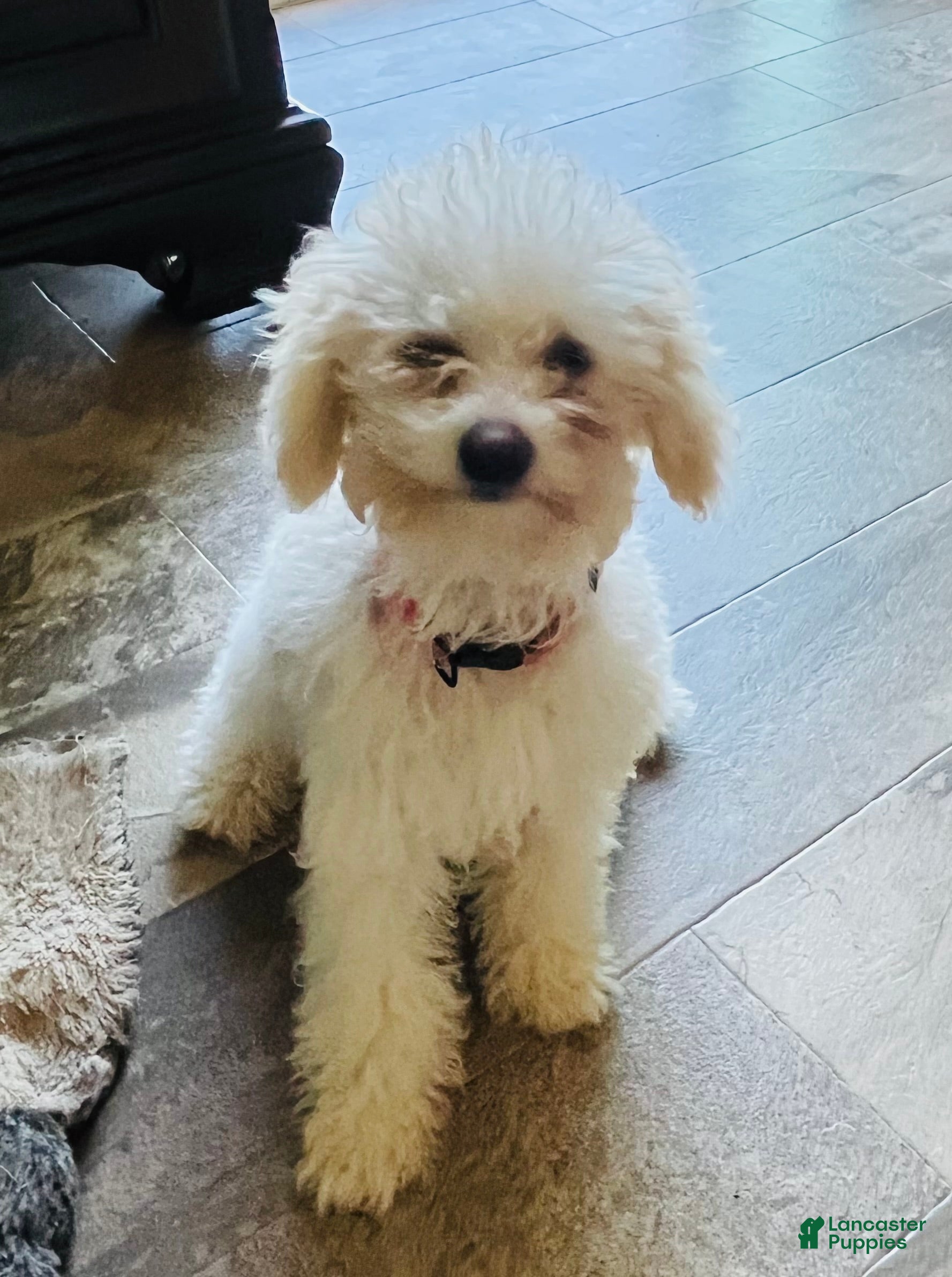 Cavapoo dogs April - Ad 1