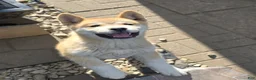 Akita dogs for sale: Akita Puppy 3 - Ad 2