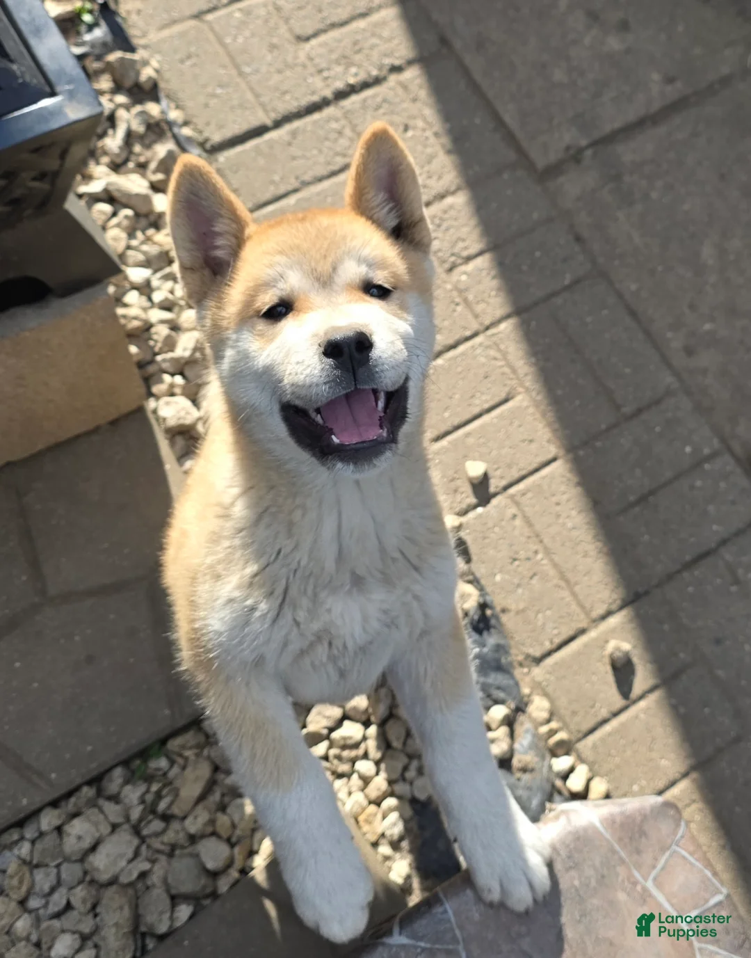 Akita dogs for sale: Akita Puppy 3 - Ad 2