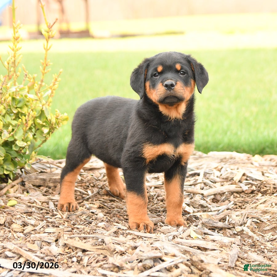 Rottweiler dogs Romeo - Ad 1