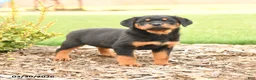 Rottweiler dogs for sale: Romeo - Ad 1
