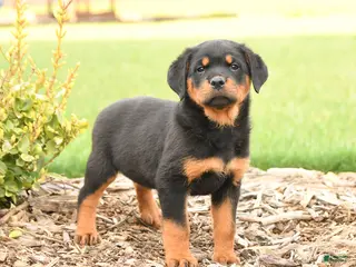 Rottweiler dogs for sale: Romeo - Ad 1
