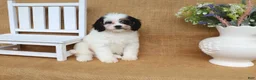 Cavapoo dogs for sale: Violet- black and white Cavapoo - Ad 3