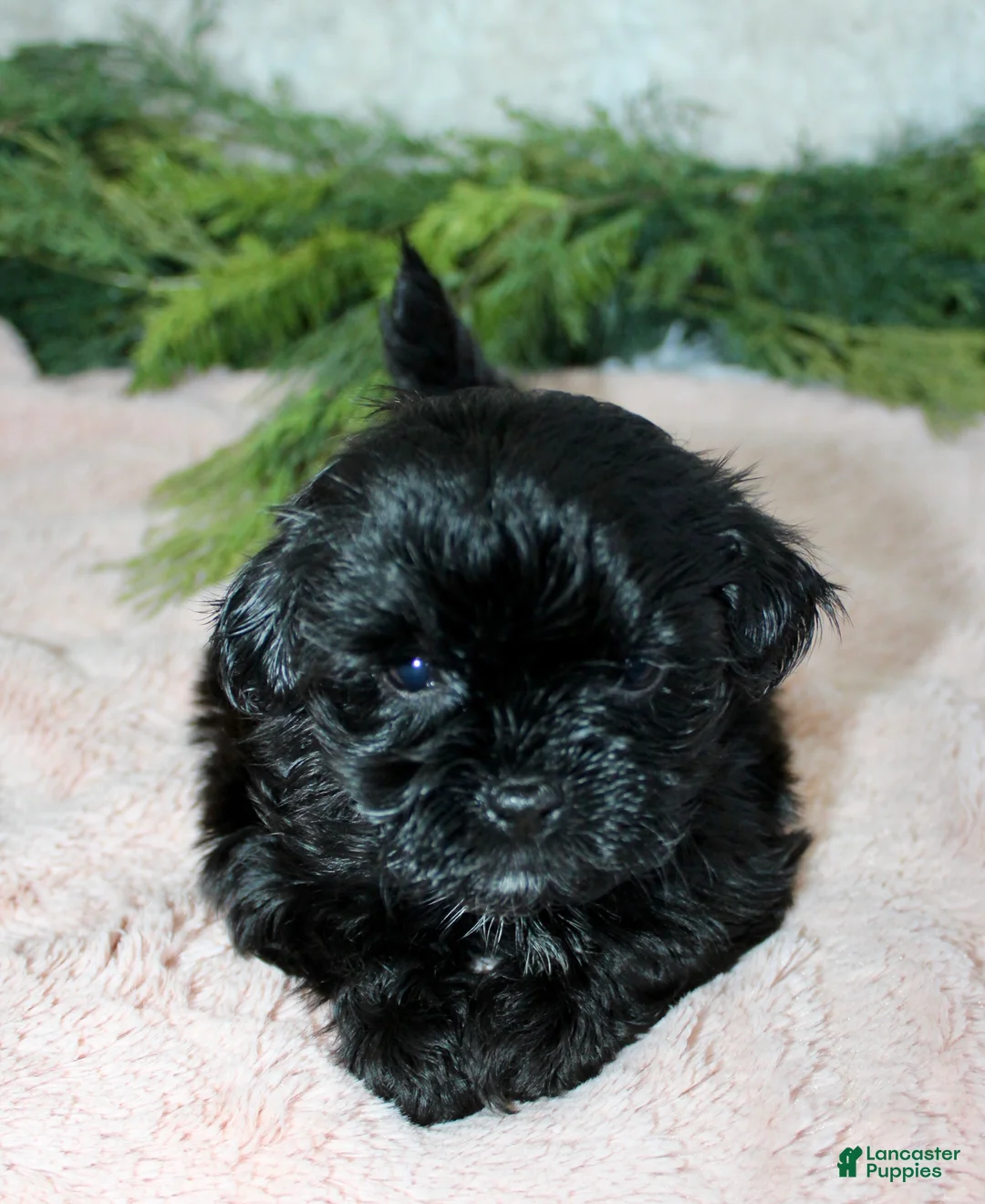 Shihpoo dogs for sale: Shihpoo Girl 1 - Ad 1
