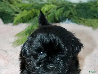 Shihpoo dogs Shihpoo Girl 1 - Ad 14