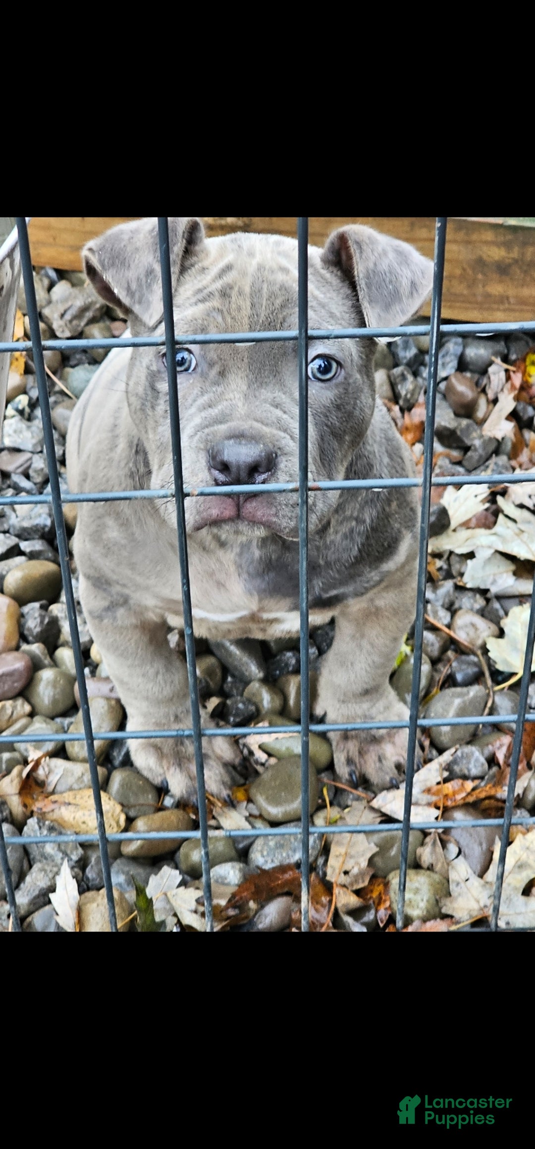 American Bully dogs for sale: American Bully Puppy 1 - Ad 2