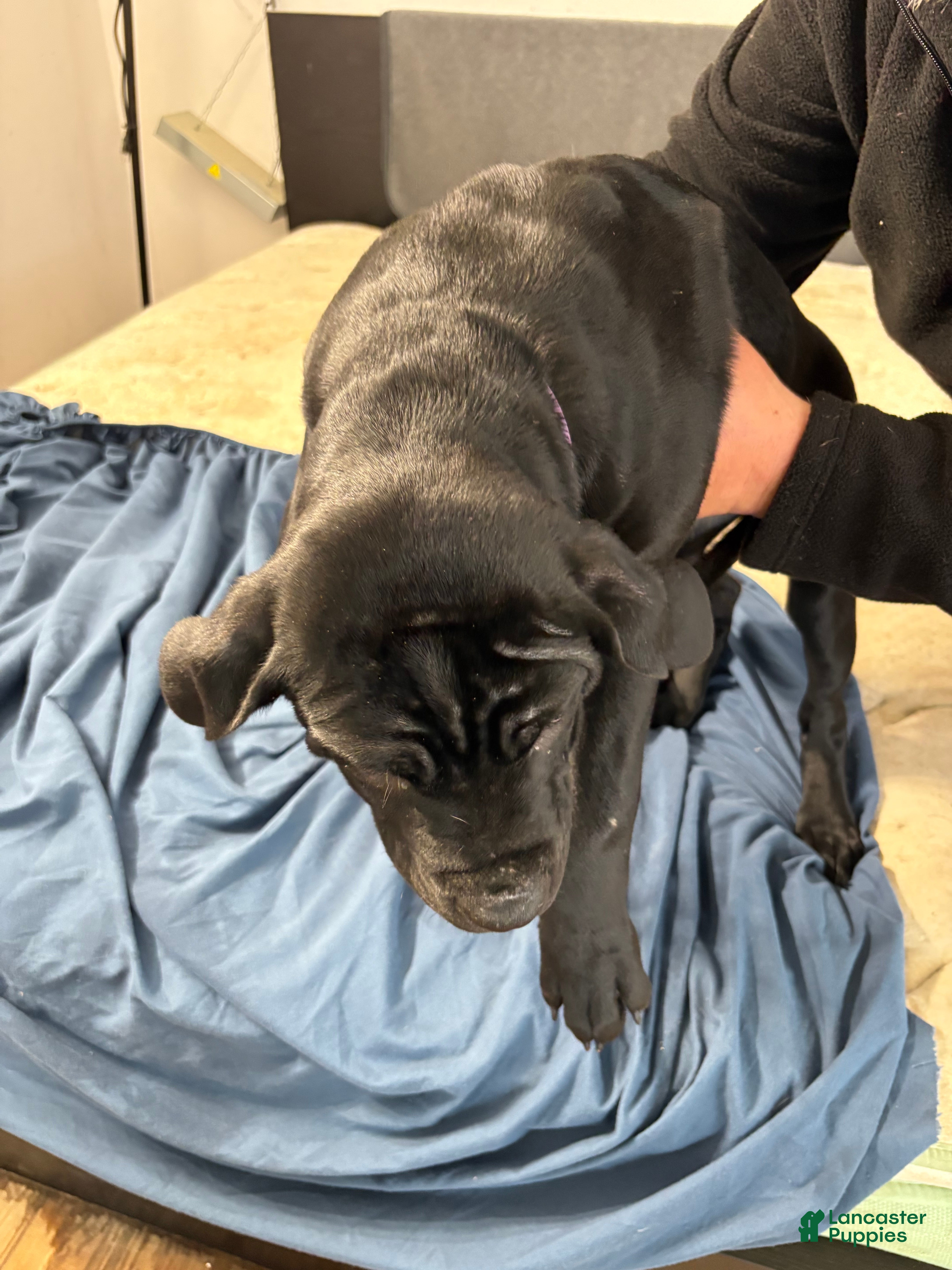 Mixed Breed dogs Mixed Breed Puppy 3 - Ad 2