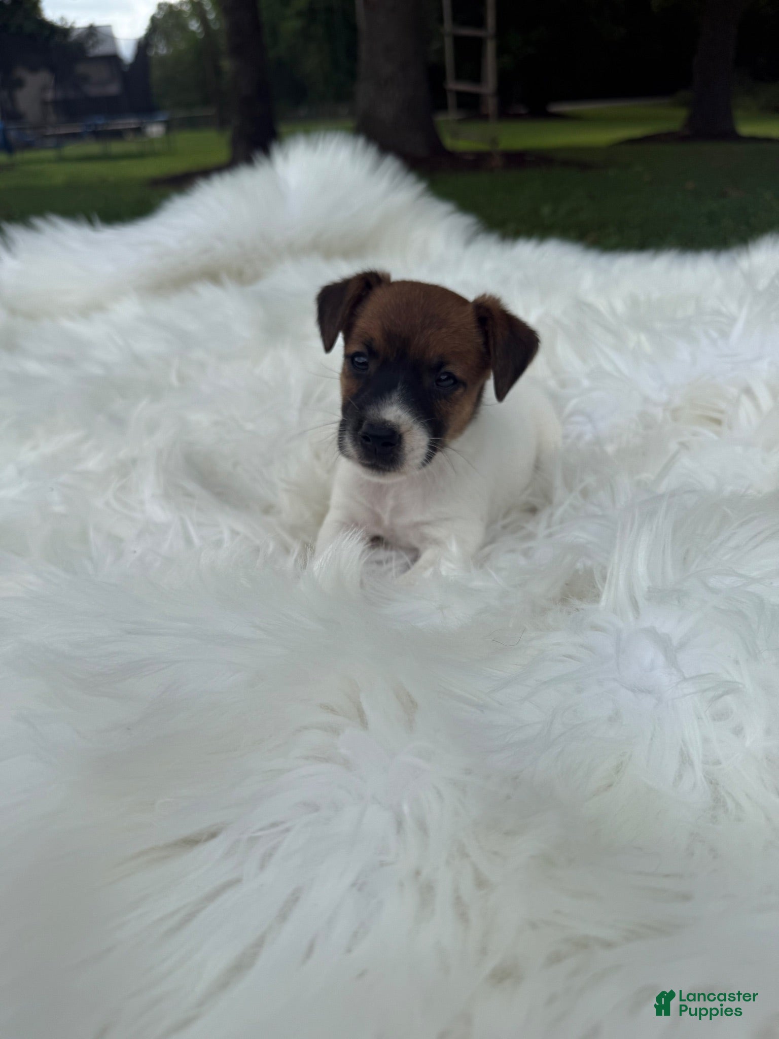 Jack Russell Terrier dogs UKC Zane - Ad 1