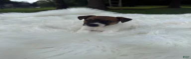 UKC Zane