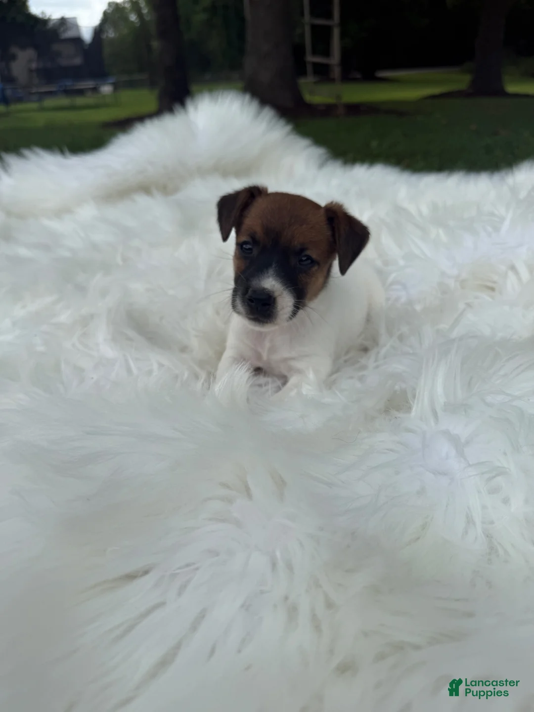 Jack Russell Terrier dogs for sale: UKC Zane - Ad 1