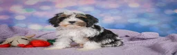 Cavapoo dogs for sale: Duke - Ad 10