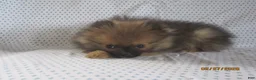 Pomeranian dogs for sale: Romeo - Ad 1