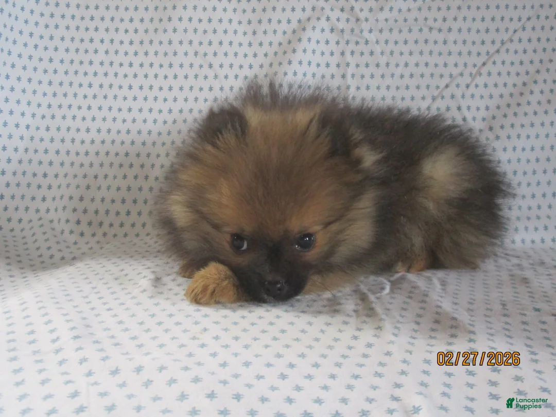 Pomeranian dogs for sale: Romeo - Ad 1